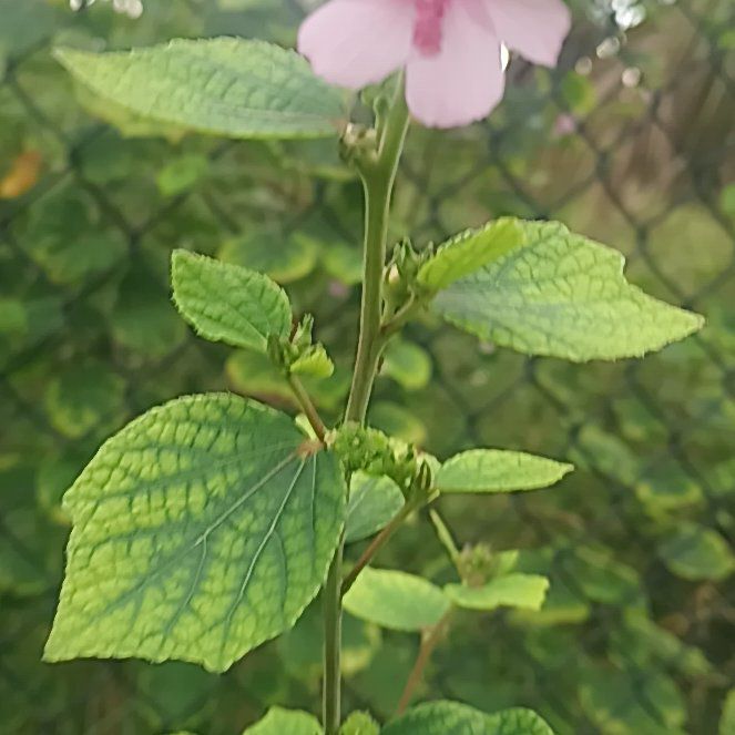 Photo of the plant species Hyacinth Bean by @NobleWatermelon named Emerson on Greg, the plant care app