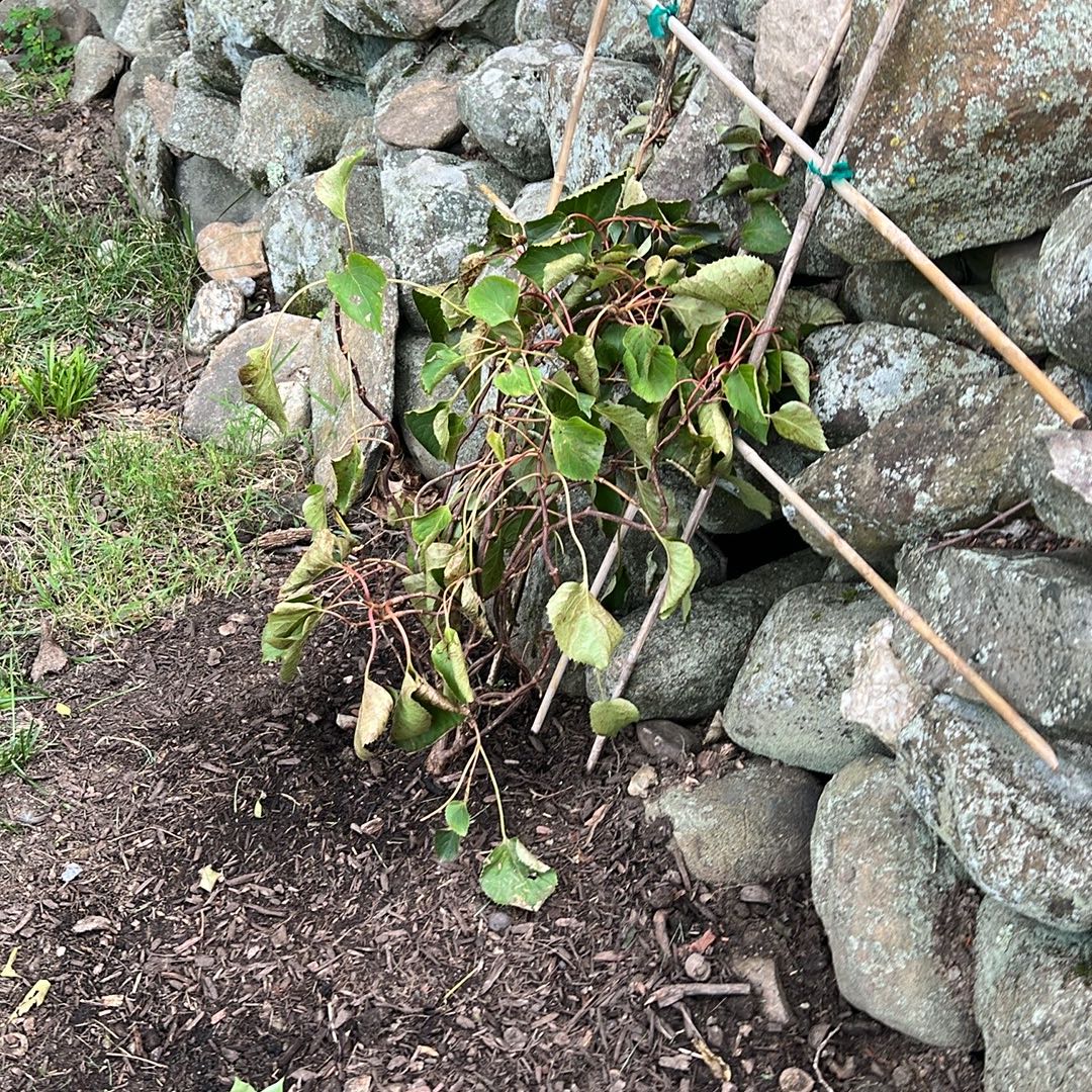 Photo of the plant species Flirty Girl False Hydrangea Vine by @JocundGrass named False Hydrangea Vine on Greg, the plant care app