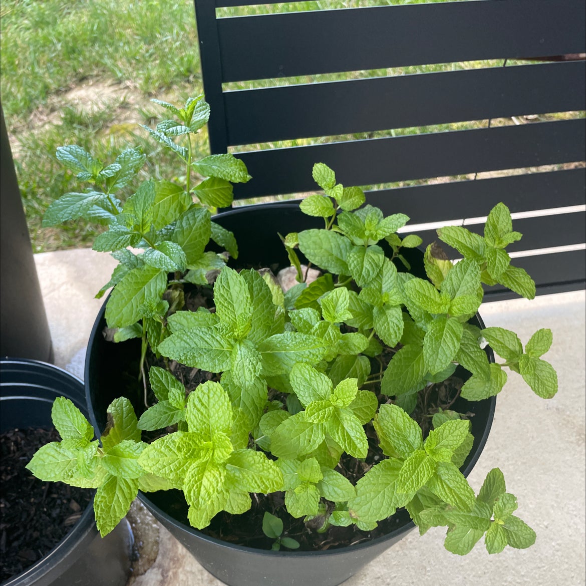 Photo of the plant species Kentucky Colonel Mint by @SassyWeepingfig named Messi on Greg, the plant care app