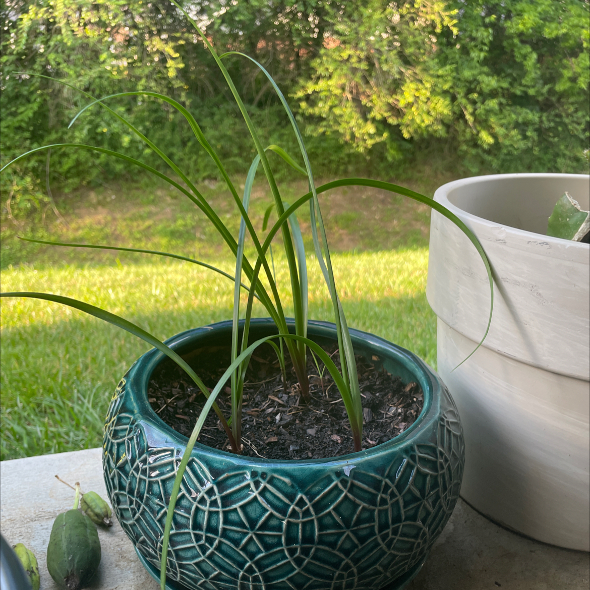 Photo of the plant species Pink Rain Lily by @SassyWeepingfig named Rihanna on Greg, the plant care app