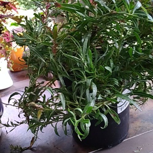 Photo of the plant species Bog Rosemary by @PoshAsianpear named Shakira on Greg, the plant care app