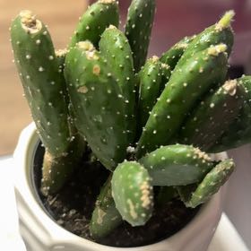 Photo of the plant species Opuntia 'Mona Lisa' by @SirWhitevelvet named Mona Lisa is on Greg, the plant care app