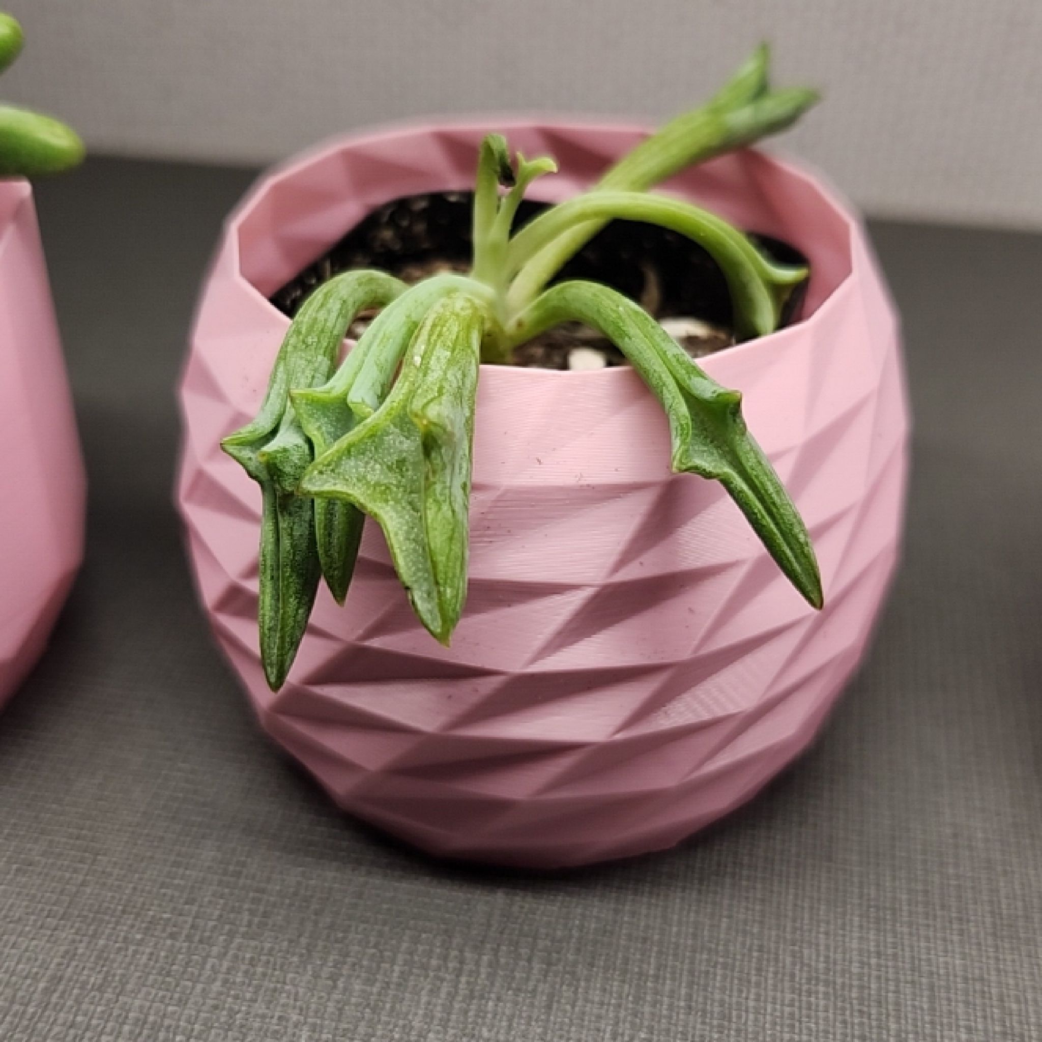 Photo of the plant species Senecio kleiniiformis by @YeveWingedsumac named Sherlock on Greg, the plant care app