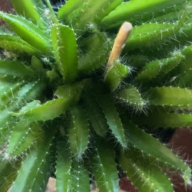 Photo of the plant species Dragonfriut by @StaunchGray named Lavender on Greg, the plant care app