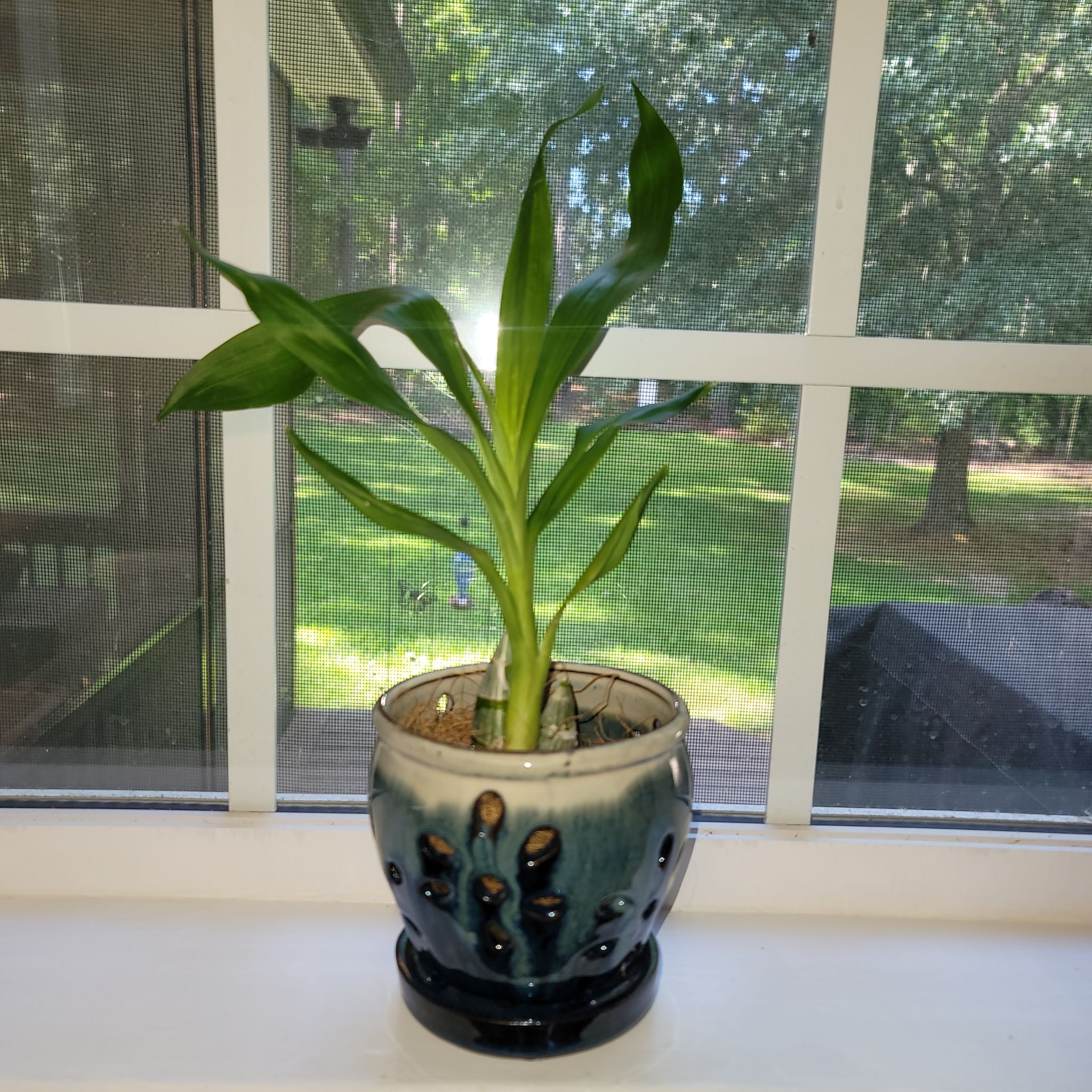 Photo of the plant species Black Pearl Orchid by @GemStrawflower named Onyx on Greg, the plant care app