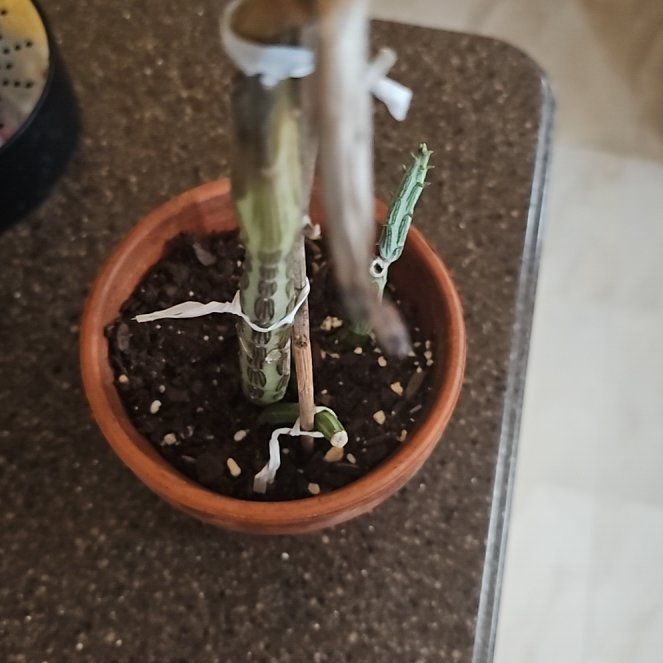 Photo of the plant species Variegated Candle Plant by @FunBluepalmetto named Candle plant on Greg, the plant care app