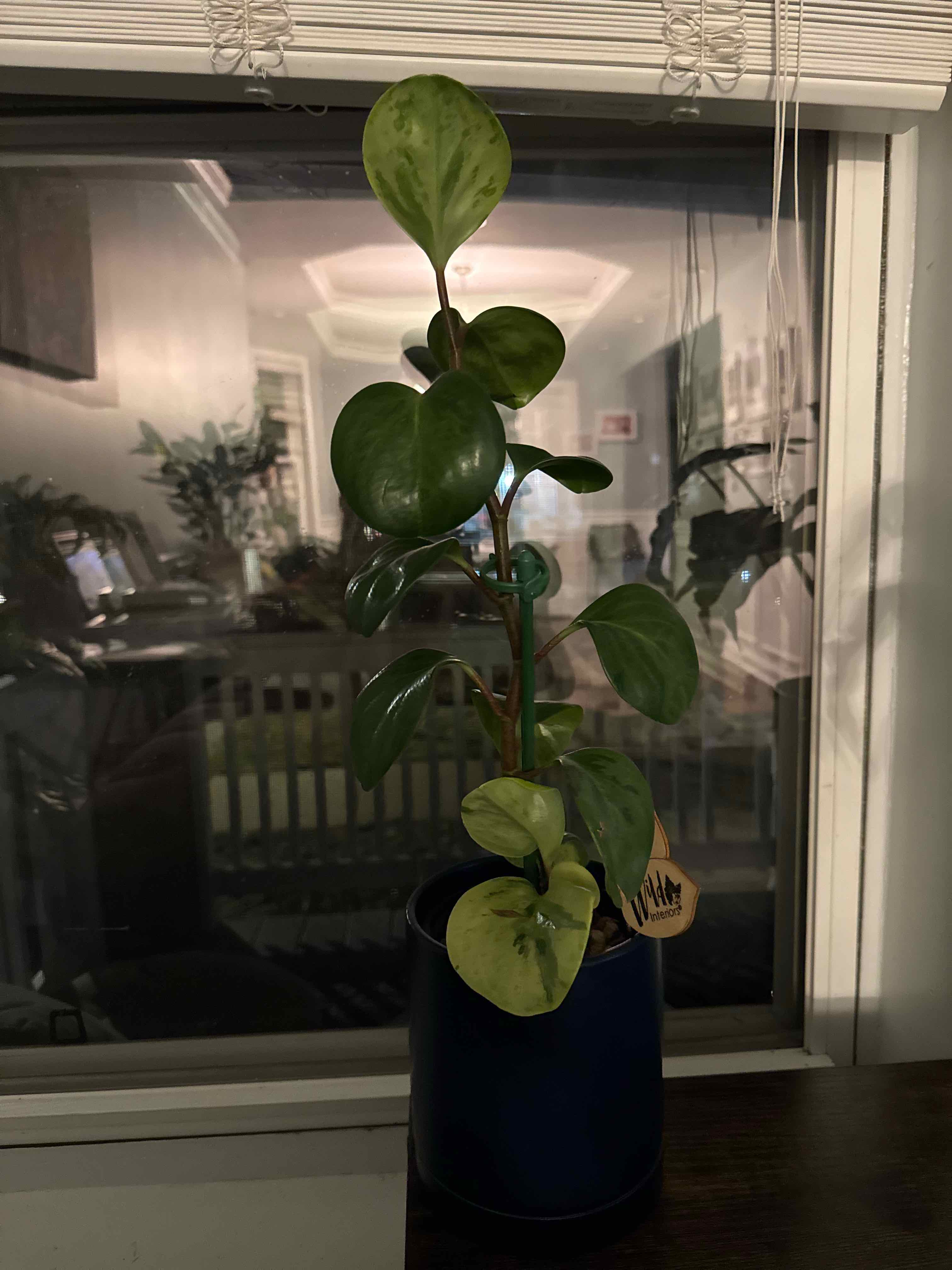 Photo of the plant species peperomia by @But1stAgave named Rosa on Greg, the plant care app