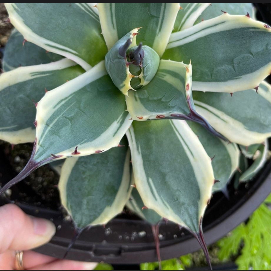 Photo of the plant species Agave 'Cream Spike' by @But1stAgave named Apollo on Greg, the plant care app