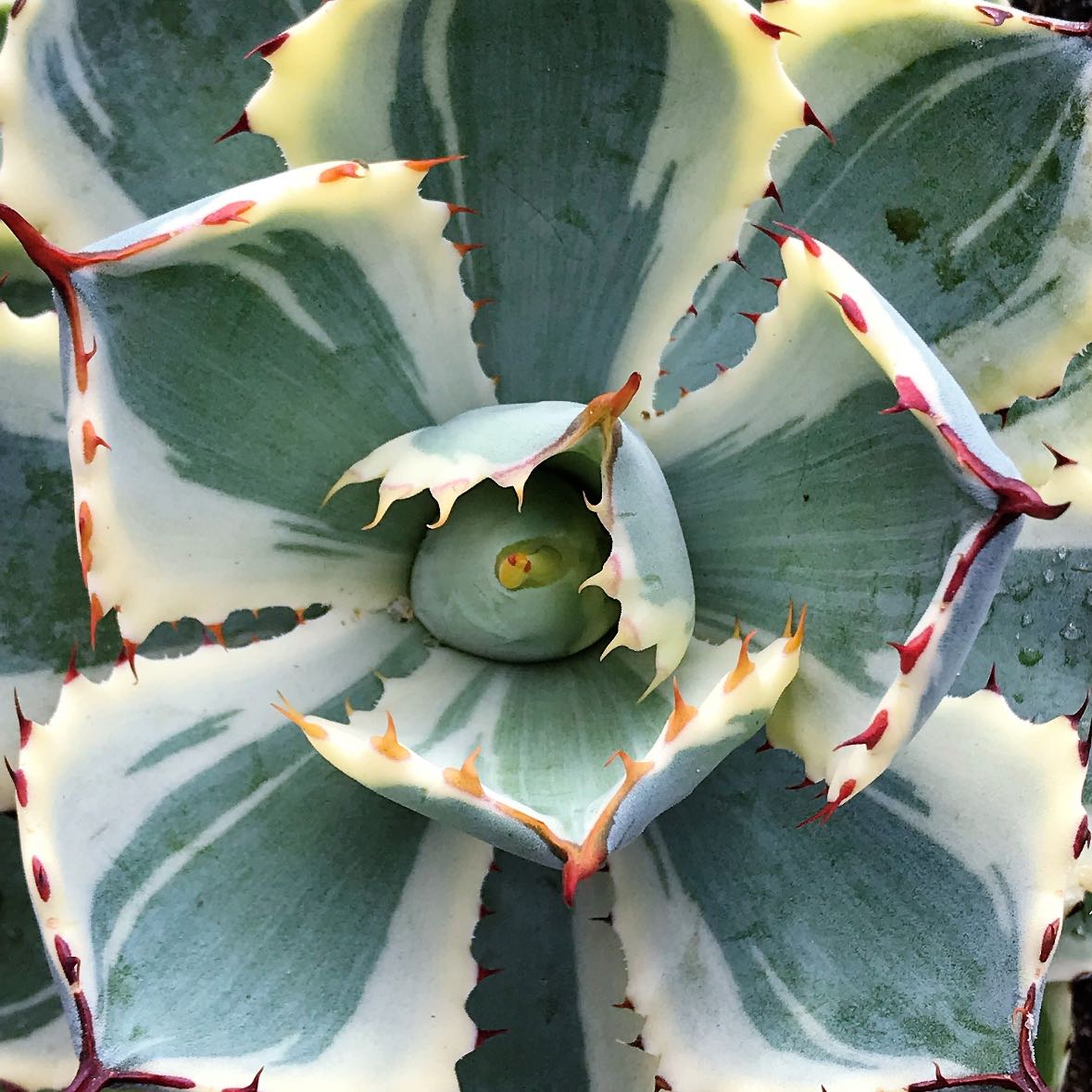 Photo of the plant species Agave 'Kissho Kan' by @But1stAgave named Sonora on Greg, the plant care app