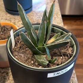 Photo of the plant species King of the Agaves by @But1stAgave named Tenoch on Greg, the plant care app