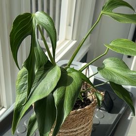 Photo of the plant species Monstera 'Burle Marx Flame' by @But1stAgave named Bieber on Greg, the plant care app
