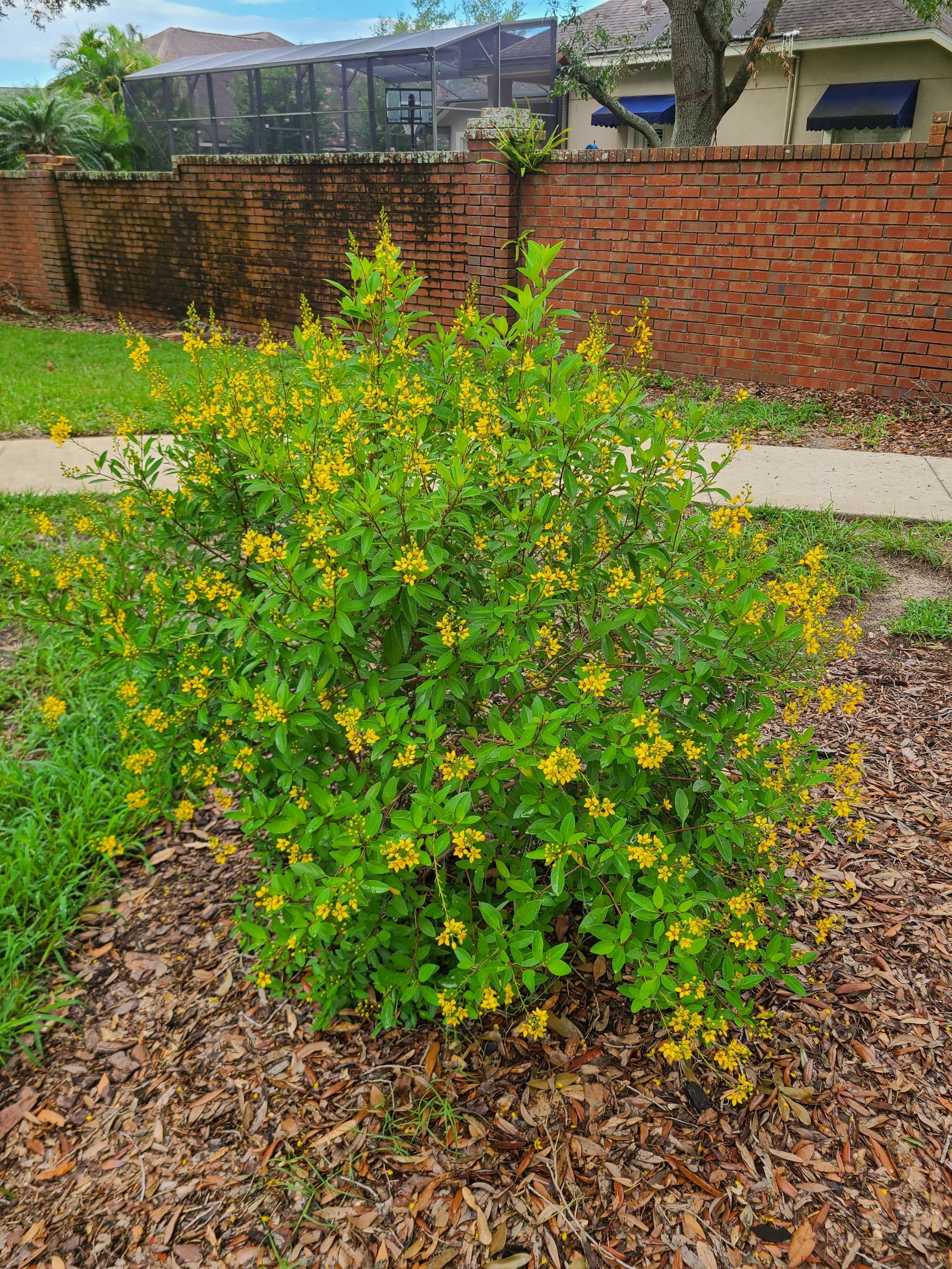 Photo of the plant species gold shower by @PerkyYellowgum named Planty on Greg, the plant care app