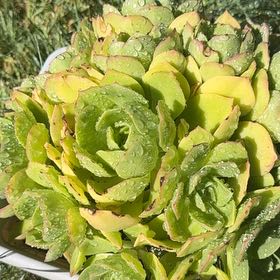 Photo of the plant species Giant Chalk Dudleya by @WinTexasmadrone named Prince on Greg, the plant care app