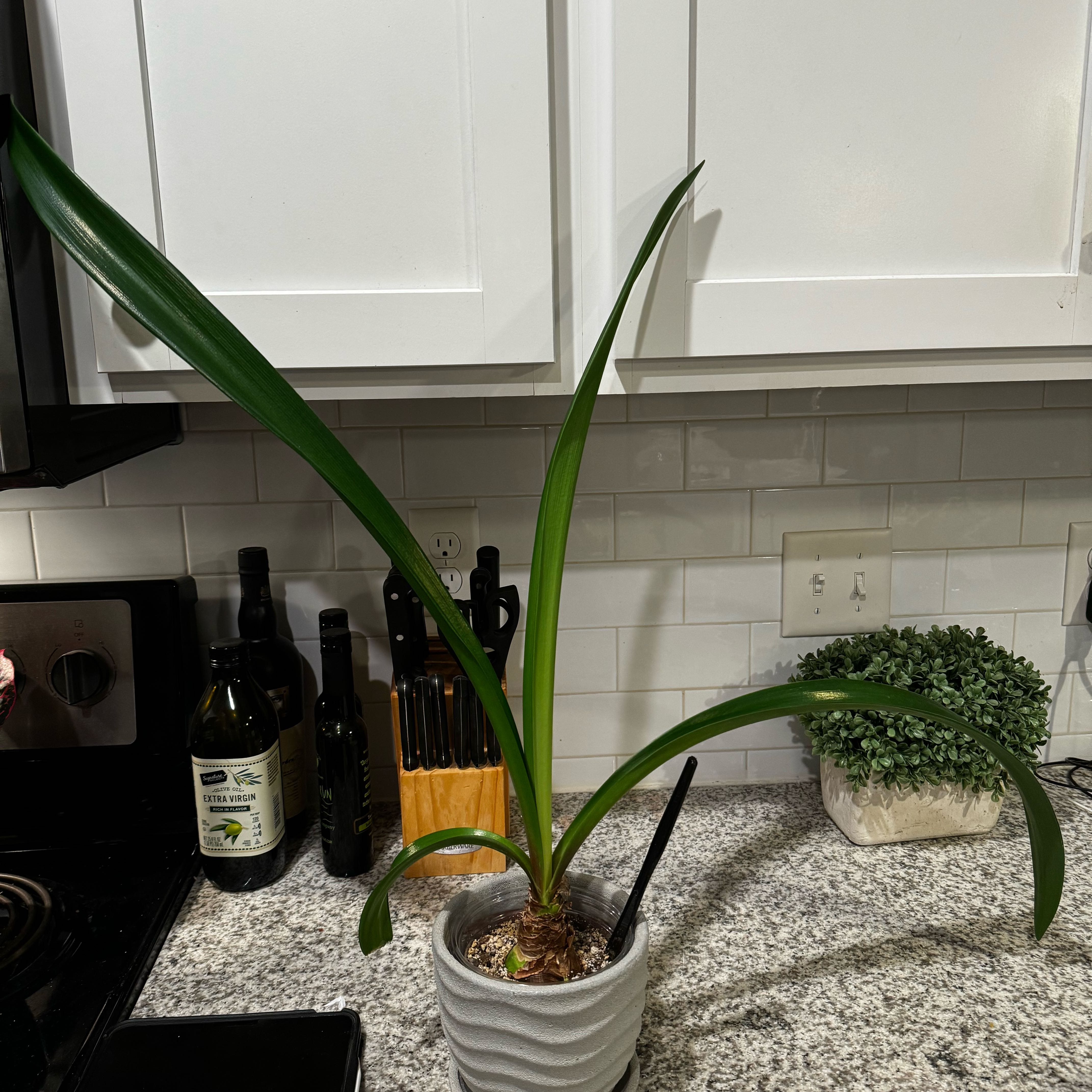 Photo of the plant species Galaxy Group Amaryllis by @LadyElephantear named Scarlett on Greg, the plant care app