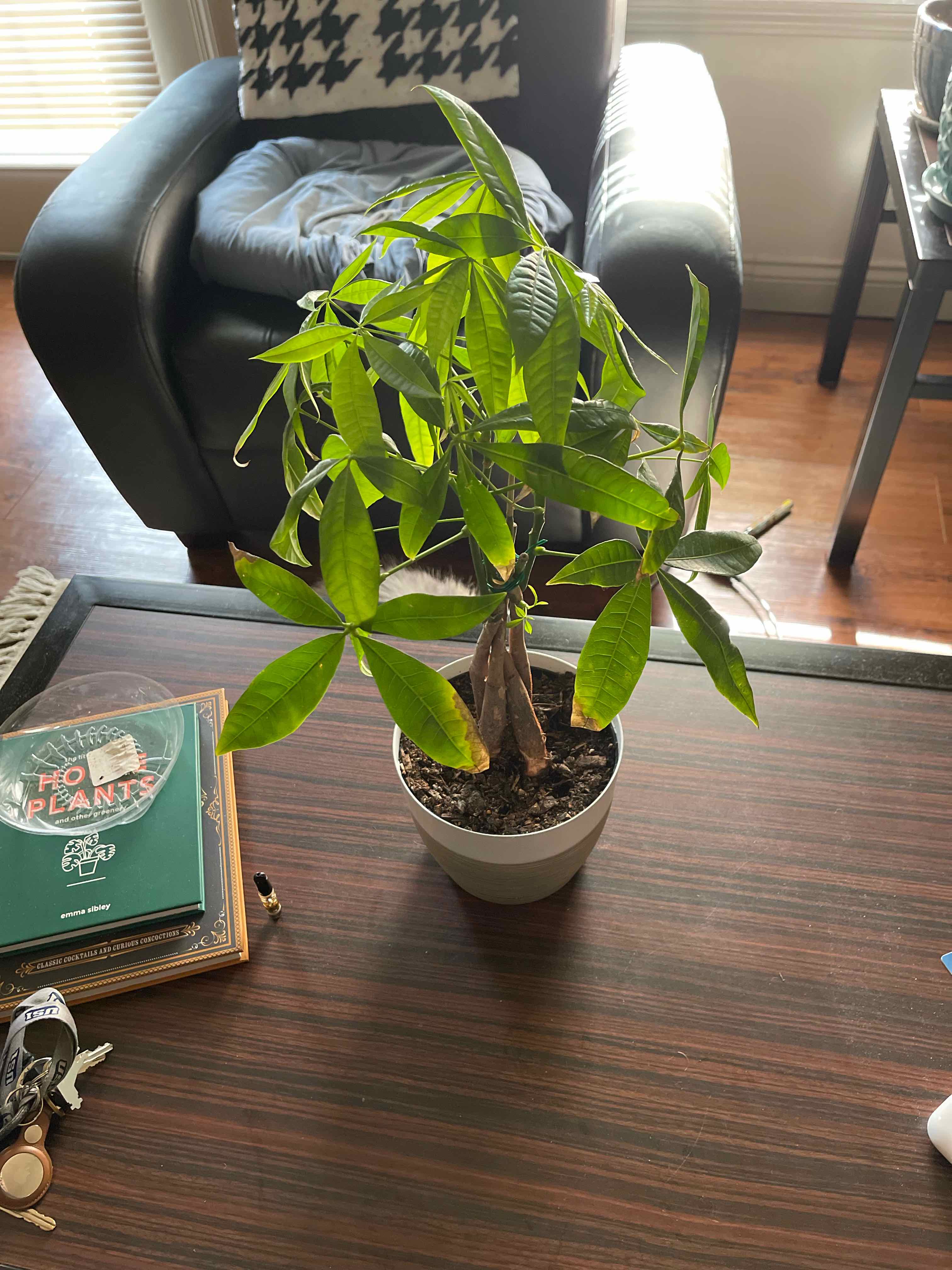 Healthy money tree houseplant with braided trunk and lush green leaves, held by a human hand to show foliage size and vigor.