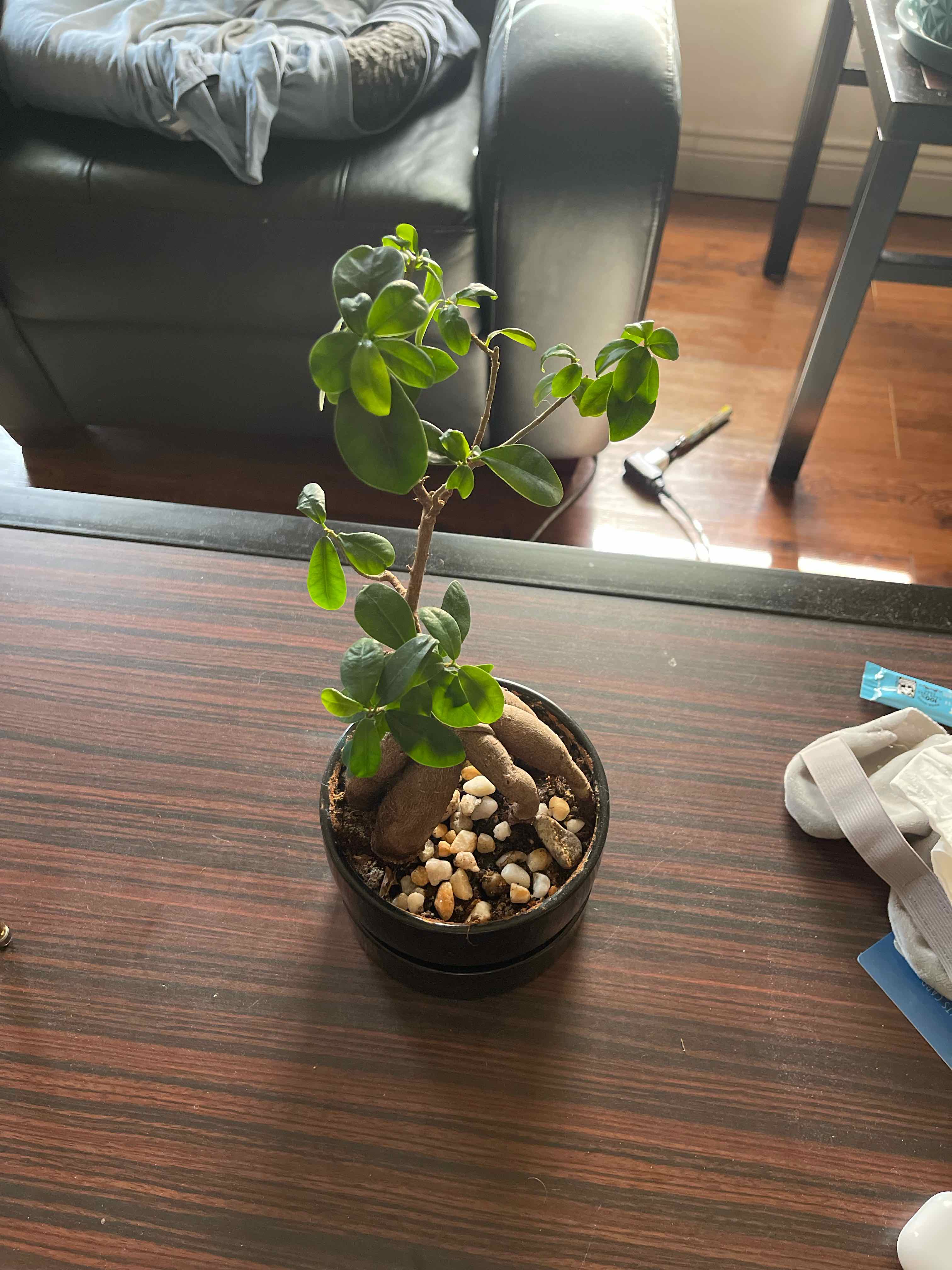 Healthy Ficus ginseng bonsai plant with lush green leaves in a dark round pot, on a wooden table.