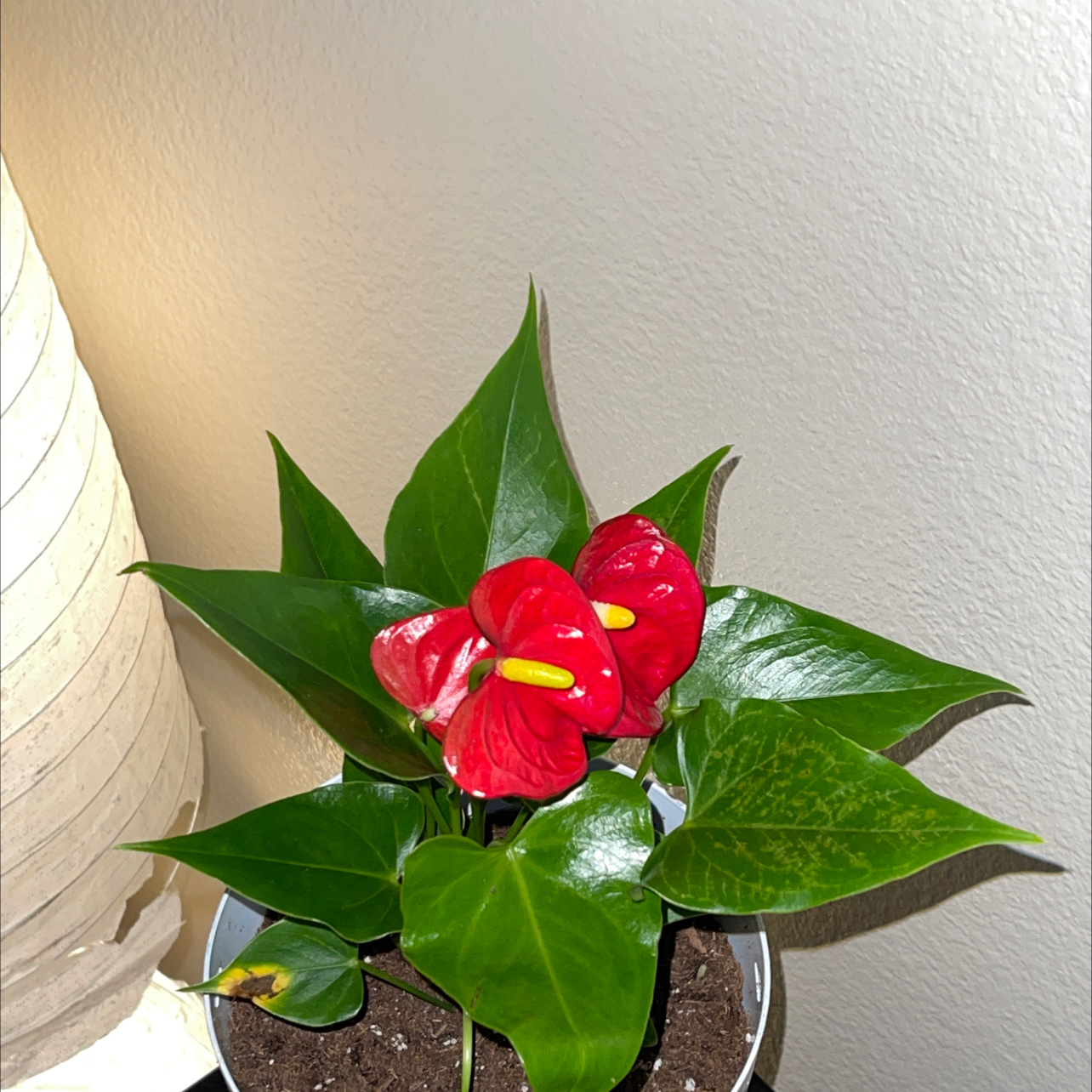 Healthy Anthurium plant with glossy green leaves and two bright red heart-shaped flowers in a small pot, well-framed photo.