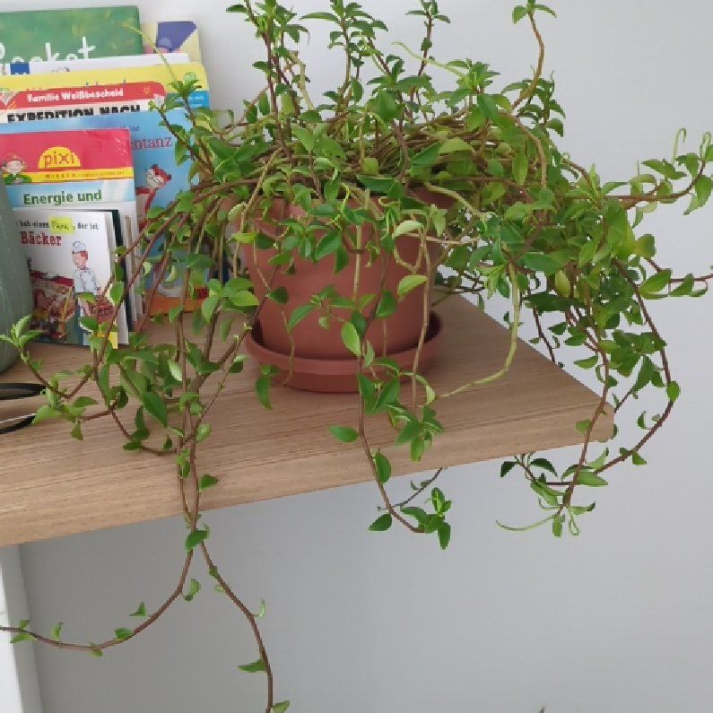 Photo of the plant species Callisia 'Bianca' by @IntegralPhalsa named Kylie on Greg, the plant care app