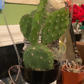 Photo of the plant species Red Buttomn Cactus by @FairCorrea named Red on Greg, the plant care app