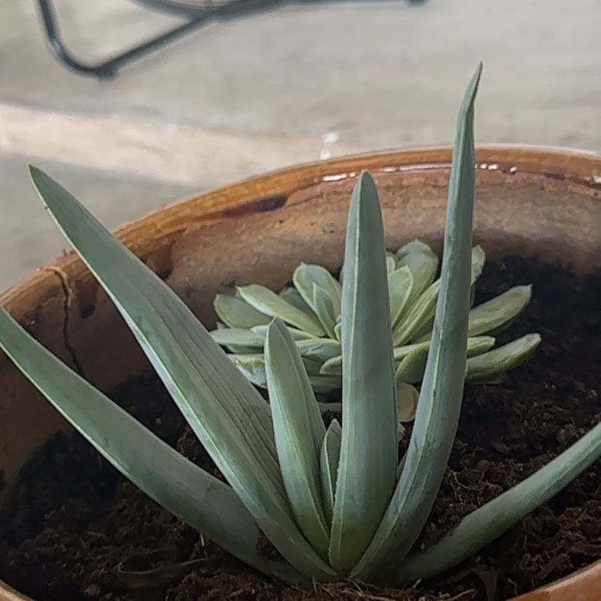 Photo of the plant species Aloe plicatilis by @HandyFlapjacks named Curie on Greg, the plant care app