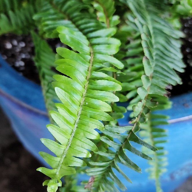 Photo of the plant species Kimberly Queen Fern by @JauntyGambeloak named Nemo on Greg, the plant care app