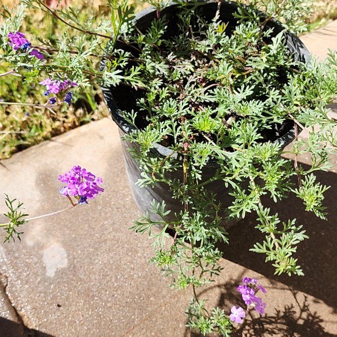 Photo of the plant species Dakota Mock Vervain by @JauntyGambeloak named Verbena on Greg, the plant care app