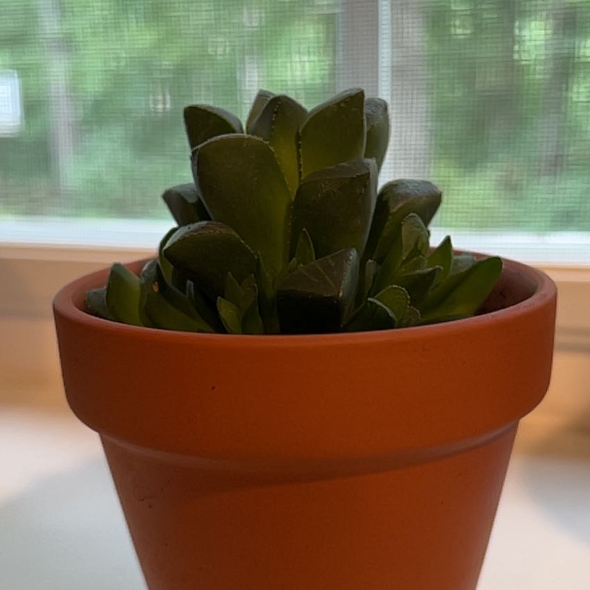 Photo of the plant species Haworthia mirabilis by @FinePyreneanoak named Mommy on Greg, the plant care app