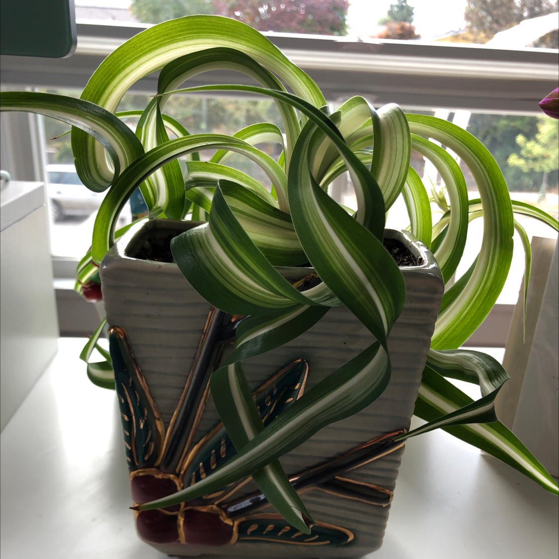 Curly Spider Plant in a decorative pot on a windowsill, with vibrant green and white striped leaves.