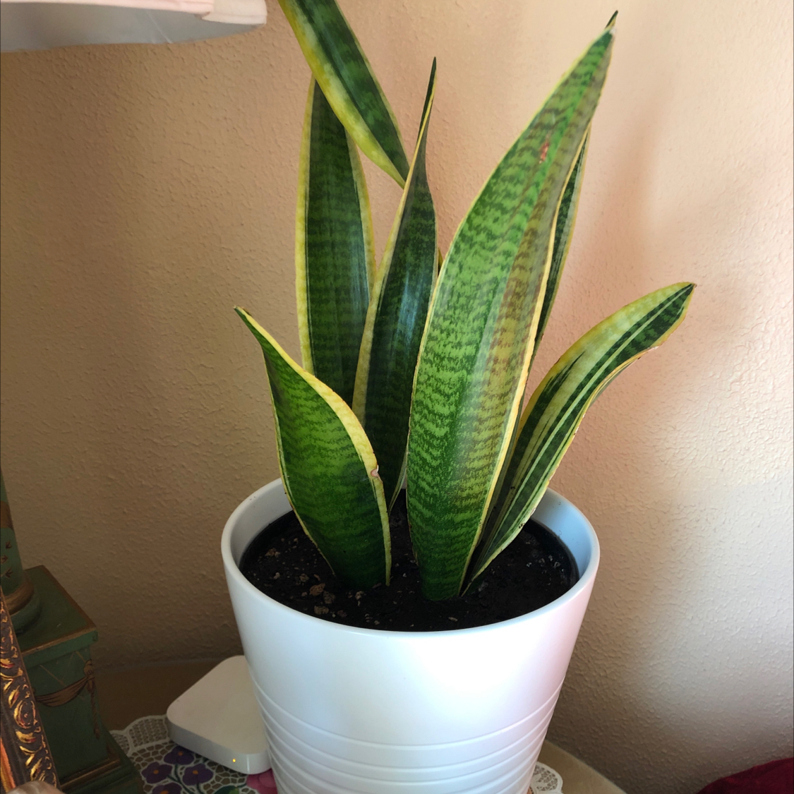 Photo of the plant species Variegated Snake Plant by @LittleGeneral named Frida Kahlo on Greg, the plant care app