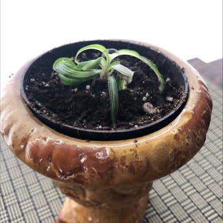 Curly Spider Plant plant in Seattle, Washington