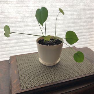 Heartleaf Philodendron plant in Seattle, Washington