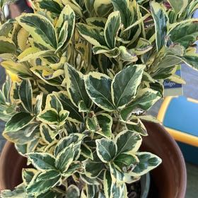 Photo of the plant species Silver King Euonymus by @SolidSugarcane named LiloStitch on Greg, the plant care app