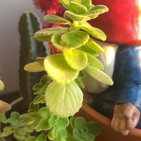 Photo of the plant species Cerveza n Lime by @SucculentKiller named Foxxy on Greg, the plant care app