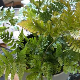 Photo of the plant species Autumn Fern by @Phoe66 named Austen on Greg, the plant care app