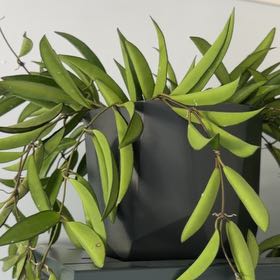 Photo of the plant species Hoya wayetti by @Phoe66 named Harper on Greg, the plant care app
