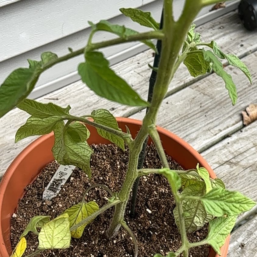 Photo of the plant species Brandywine Heirloom Tomato by @charlottep named Future on Greg, the plant care app