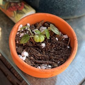 Photo of the plant species Pepperomia 'Chocolate' by @ShowySicklefern named Mando on Greg, the plant care app