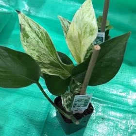 Photo of the plant species Pothos by @SirCounciltree named Girlfrond on Greg, the plant care app