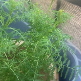Photo of the plant species Lemon Gem Marigold by @Fanaro named Zeus on Greg, the plant care app