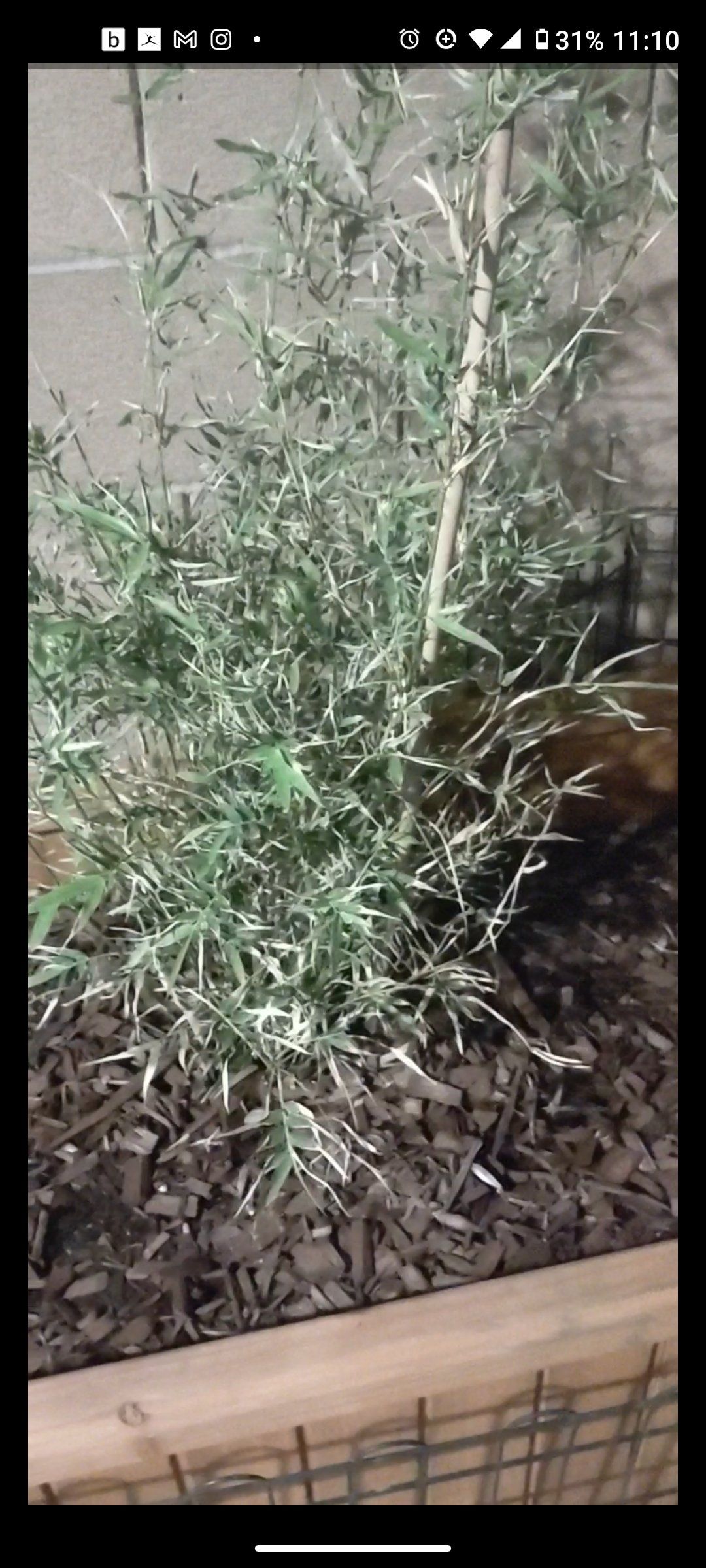 Photo of the plant species Golden Goddess Bamboo by @GladTreetobacco named Golden Goddess on Greg, the plant care app