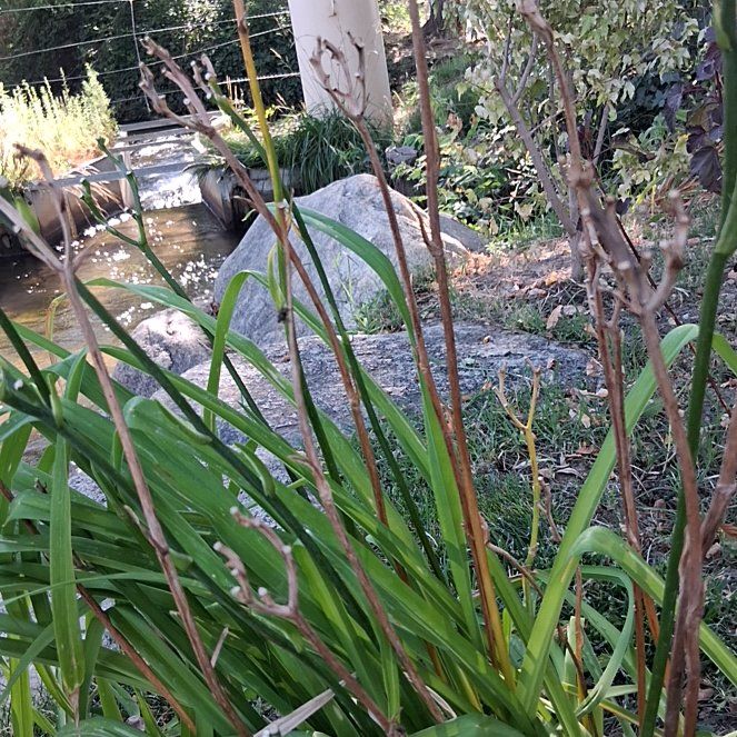 Photo of the plant species Mountain Flax by @ProperDionysos named Scarlett on Greg, the plant care app