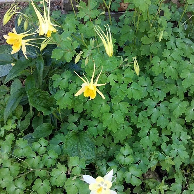 Photo of the plant species Colorado Blue Columbine by @ProperDionysos named Gates on Greg, the plant care app