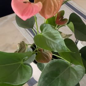 Photo of the plant species Flamingo Lily by @greenthumbellis named Flamingo on Greg, the plant care app