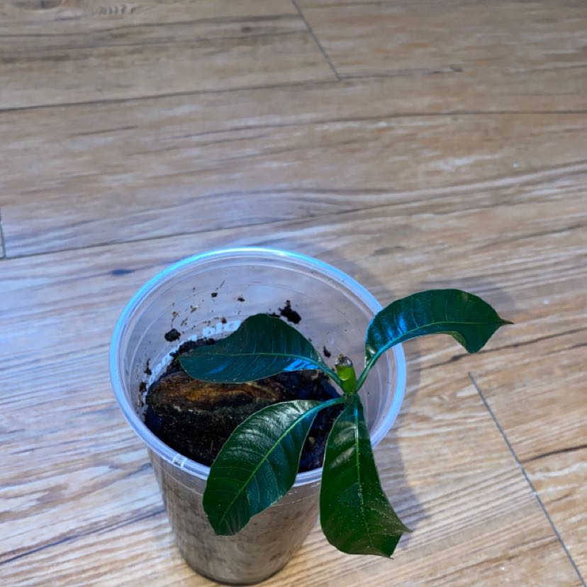 A young mango seedling growing in a clear plastic cup filled with moist soil. The seedling has two small, healthy green leaves.