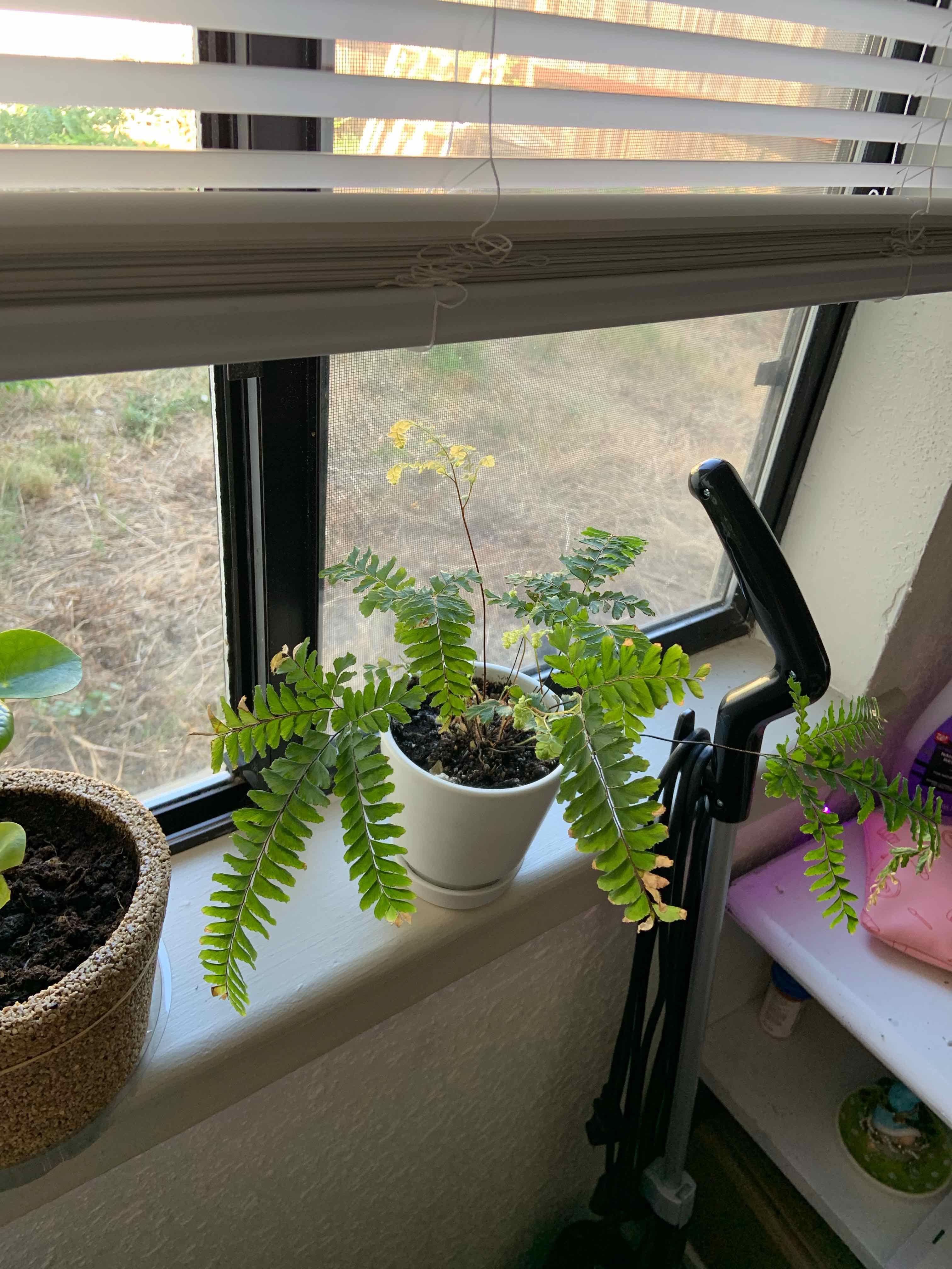 Northern Maidenhair Fern in a white pot on a windowsill with some yellowing fronds.