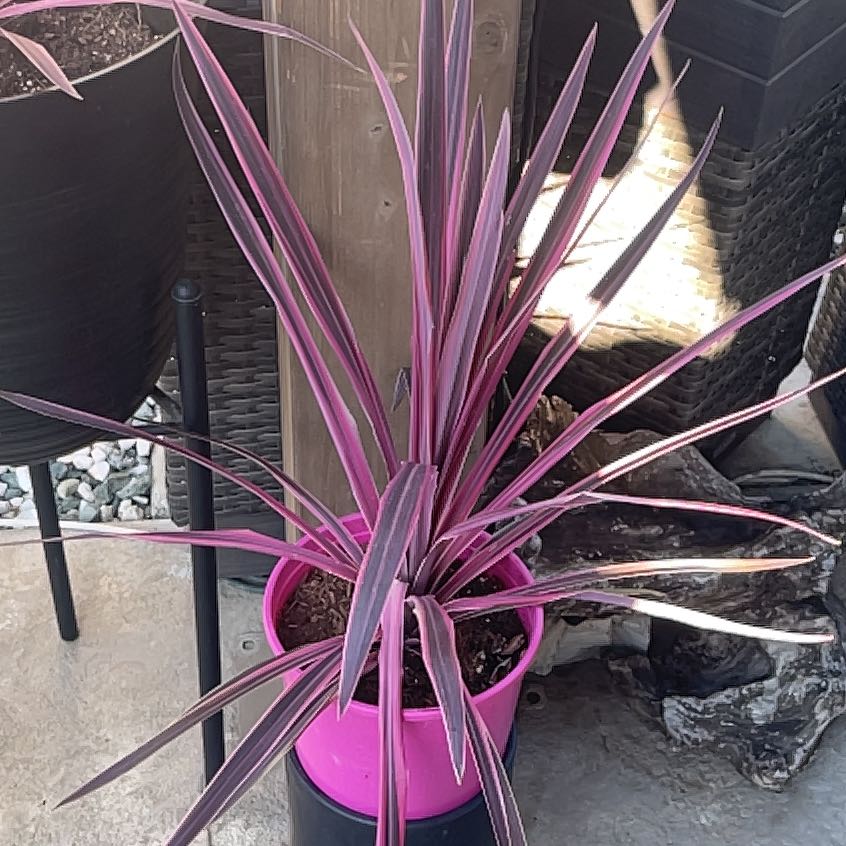 Photo of the plant species Pink Dreams by @YeahCherimoya named Peter Parker on Greg, the plant care app