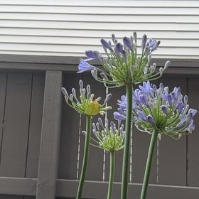 Photo of the plant species African Lily by @TopRoccaverde named Tolkien on Greg, the plant care app