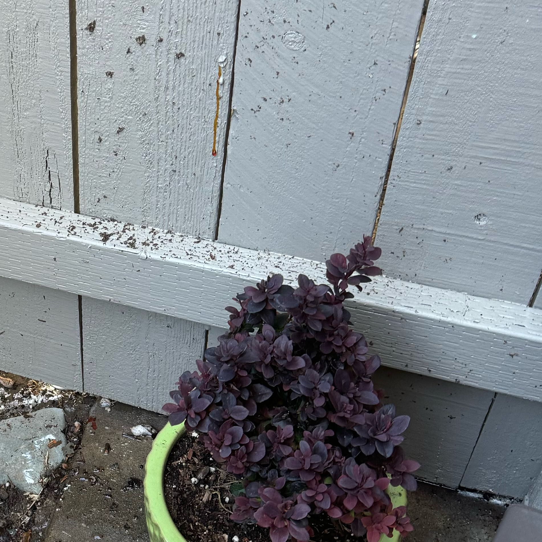 Photo of the plant species Red Barberry by @TopRoccaverde named Forrest on Greg, the plant care app