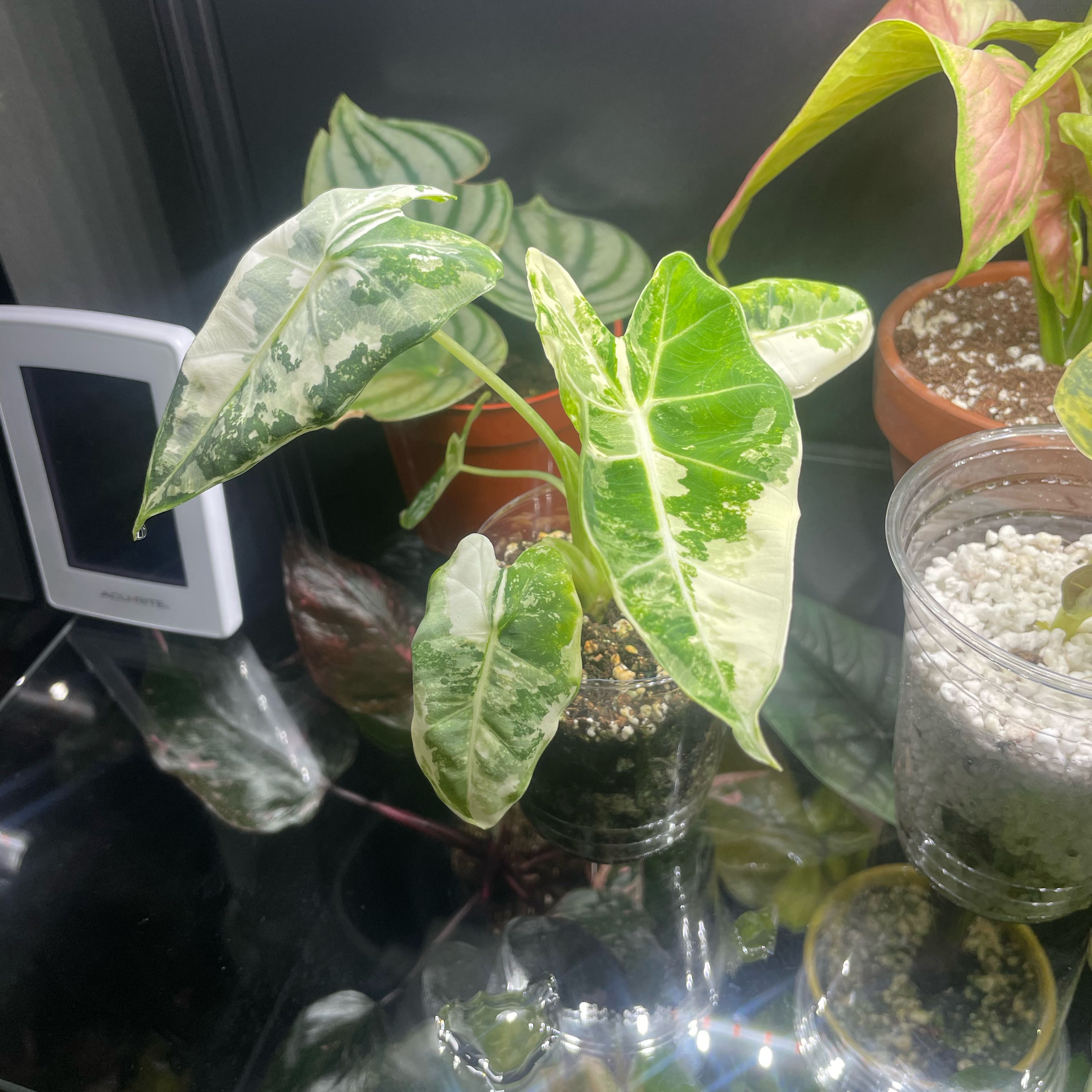Photo of the plant species Alocasia albo by @CopiousWeed named Fernie Mac on Greg, the plant care app