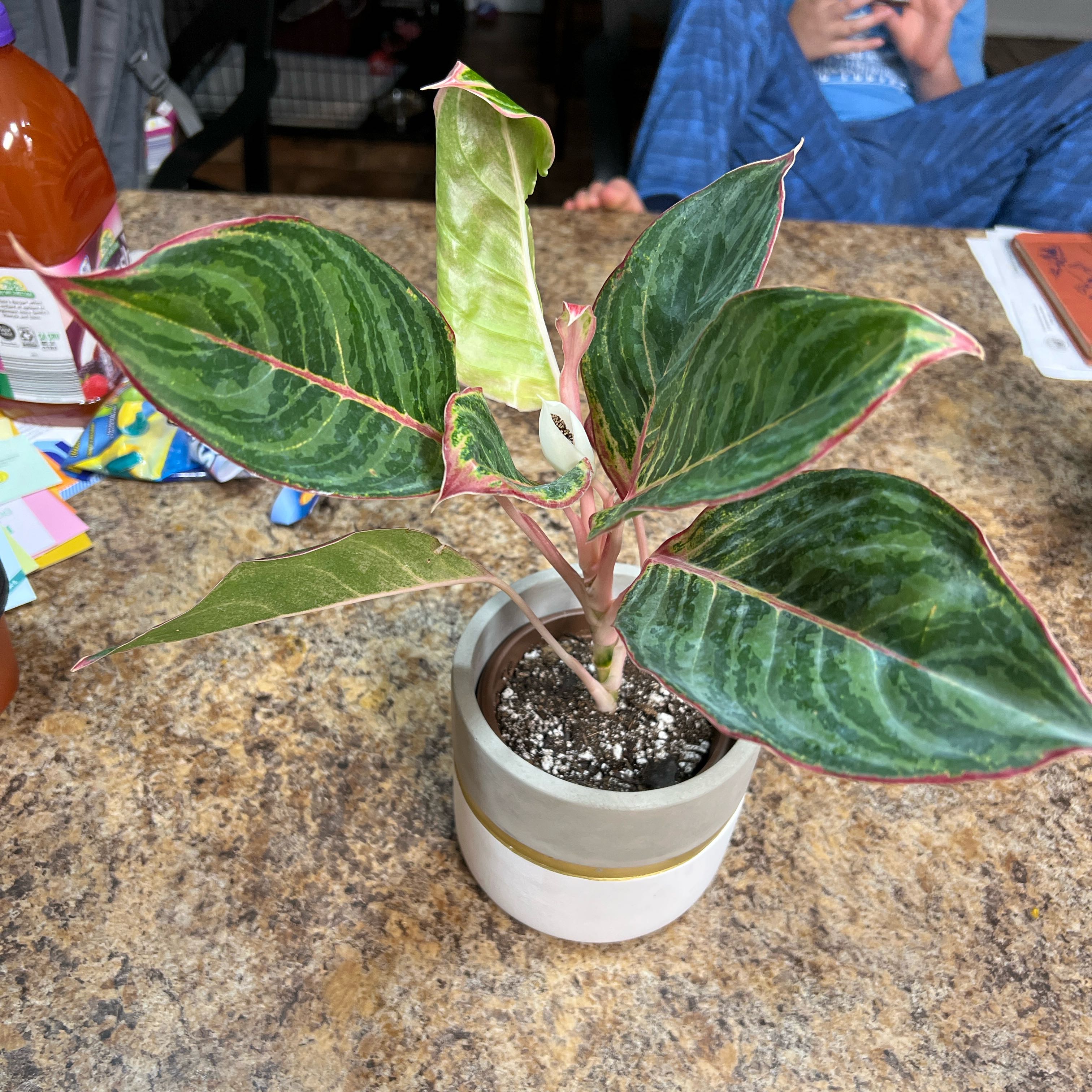 Photo of the plant species aglaonema moonstone by @YesWaterparsely named Gobi on Greg, the plant care app